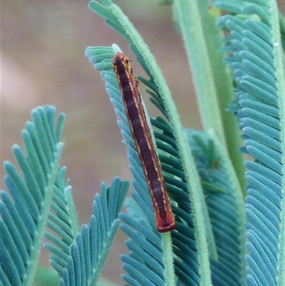 Geometridae (family) IMMATURE at Mount Stuart, TAS - 13 Dec 2024 by VanessaC