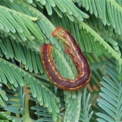 Geometridae (family) IMMATURE at Mount Stuart, TAS - 1 Jan 2025 11:02 AM