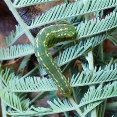 Geometridae (family) IMMATURE at Mount Stuart, TAS - 1 Jan 2025 11:02 AM