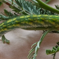 Geometridae (family) IMMATURE at Mount Stuart, TAS - 1 Jan 2025 11:02 AM