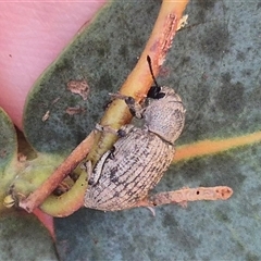 Unidentified Weevil (Curculionoidea) at Bungendore, NSW - 14 Dec 2024 by clarehoneydove