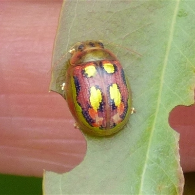 Paropsisterna nobilitata (Leaf beetle, Button beetle) at West Hobart, TAS - 14 Dec 2024 by VanessaC