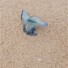 Physalia utriculus at Merimbula, NSW - 14 Dec 2024 by smarsh24