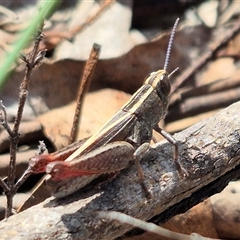 Apotropis tricarinata (Eastern striped grasshopper) at Bungendore, NSW - 14 Dec 2024 by clarehoneydove