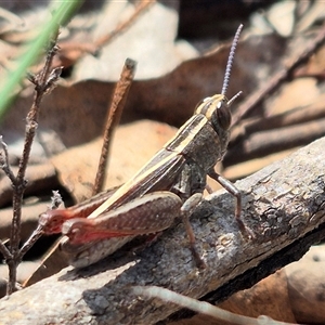 Apotropis tricarinata (Eastern striped grasshopper) at Bungendore, NSW by clarehoneydove