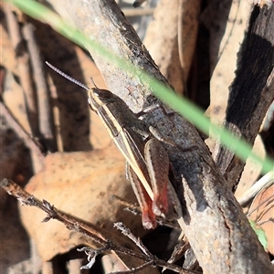 Apotropis tricarinata at Bungendore, NSW - 14 Dec 2024 04:40 PM