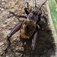 Bobilla killara (Pygmy Cricket) at Bungendore, NSW - 14 Dec 2024 by clarehoneydove