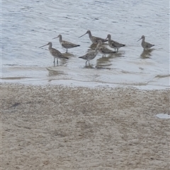 Limosa lapponica (Bar-tailed Godwit) at Pambula, NSW - 13 Dec 2024 by smarsh24