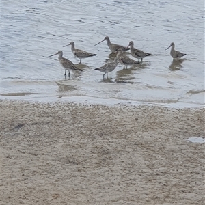 Limosa lapponica (Bar-tailed Godwit) at Pambula, NSW by smarsh24