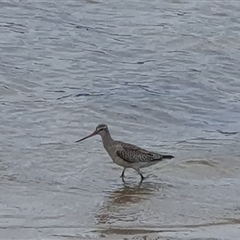 Limosa lapponica at Pambula, NSW - 13 Dec 2024 04:56 PM