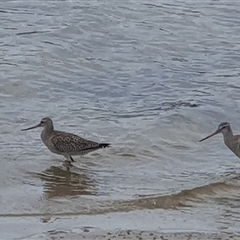 Limosa lapponica at Pambula, NSW - 13 Dec 2024 04:56 PM