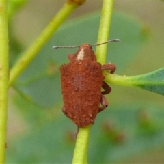 Gonipterus sp. (genus) at West Hobart, TAS - 12 Dec 2024 by VanessaC