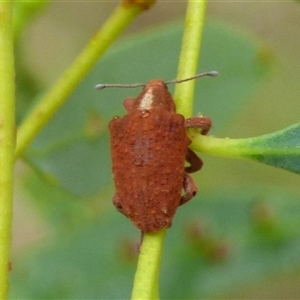 Gonipterus sp. (genus) at West Hobart, TAS by VanessaC