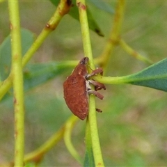 Gonipterus notographus at West Hobart, TAS - 12 Dec 2024 05:13 PM