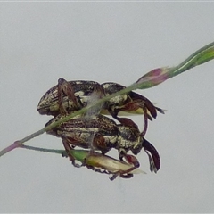 Unidentified Weevil (Curculionoidea) at West Hobart, TAS - 14 Dec 2024 by VanessaC