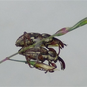 Unidentified Weevil (Curculionoidea) at West Hobart, TAS by VanessaC