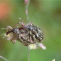Aoplocnemis sp. (genus) at West Hobart, TAS - 14 Dec 2024 04:30 PM