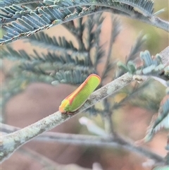 Sextius virescens at Bungendore, NSW - 14 Dec 2024 by clarehoneydove