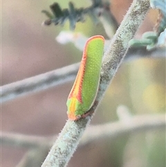 Siphanta sp. (genus) at Bungendore, NSW - suppressed