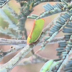 Siphanta sp. (genus) at Bungendore, NSW - suppressed