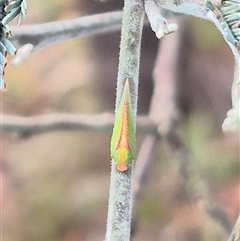 Siphanta sp. (genus) at Bungendore, NSW - 14 Dec 2024