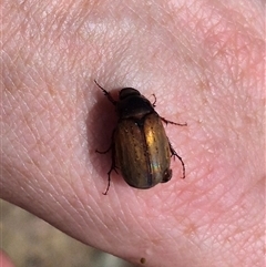 Sericesthis geminata (Pruinose scarab) at Bungendore, NSW - 14 Dec 2024 by clarehoneydove