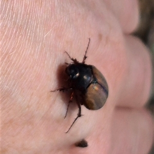 Sericesthis geminata at Bungendore, NSW - suppressed