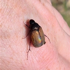 Sericesthis geminata at Bungendore, NSW - suppressed