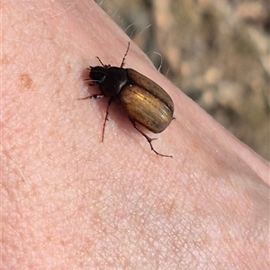 Sericesthis geminata at Bungendore, NSW - suppressed