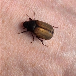 Sericesthis geminata at Bungendore, NSW - suppressed