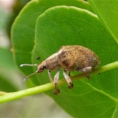 Gonipterus scutellatus (Eucalyptus snout beetle, gum tree weevil) at West Hobart, TAS - 10 Dec 2024 by VanessaC