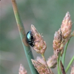 Altica sp. (genus) at Hackett, ACT - 14 Dec 2024 by WalterEgo