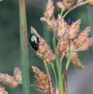 Altica sp. (genus) at Hackett, ACT - 14 Dec 2024