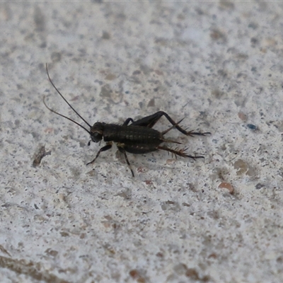 Teleogryllus commodus (Black Field Cricket) at Macarthur, ACT - 14 Dec 2024 by RodDeb