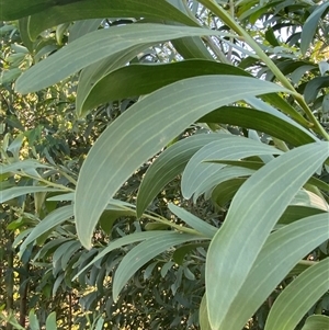 Acacia concurrens at Tucabia, NSW by Tapirlord