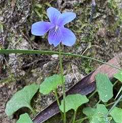 Viola hederacea (Ivy-leaved Violet) at Cooranbong, NSW - 6 Sep 2024 by Tapirlord