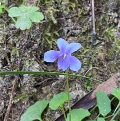 Viola hederacea at Cooranbong, NSW - 6 Sep 2024 08:17 AM