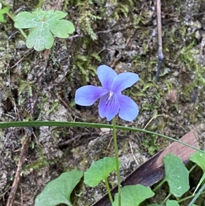 Viola hederacea at Cooranbong, NSW - 6 Sep 2024 08:17 AM