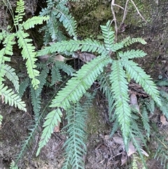Adiantum hispidulum var. hispidulum (Rough Maidenhair) at Cooranbong, NSW - 6 Sep 2024 by Tapirlord