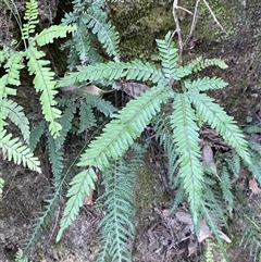 Adiantum hispidulum var. hispidulum (Rough Maidenhair) at Cooranbong, NSW - 5 Sep 2024 by Tapirlord