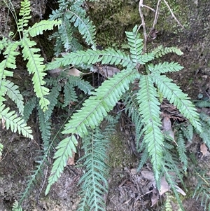 Adiantum hispidulum var. hispidulum at Cooranbong, NSW - suppressed