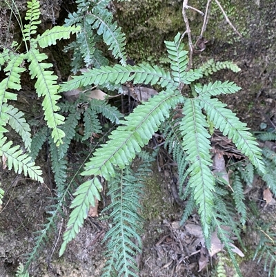 Adiantum hispidulum var. hispidulum (Rough Maidenhair) at Cooranbong, NSW - 6 Sep 2024 by Tapirlord