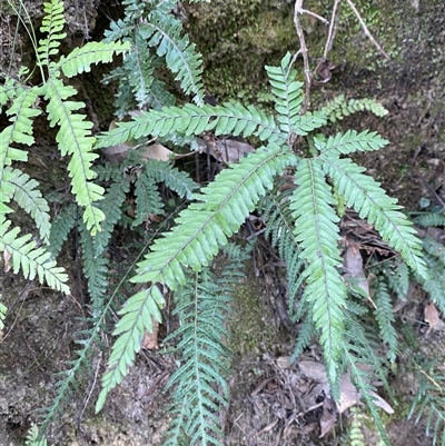 Adiantum hispidulum var. hispidulum (Rough Maidenhair) at Cooranbong, NSW - 5 Sep 2024 by Tapirlord