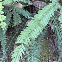 Adiantum hispidulum var. hispidulum at Cooranbong, NSW - suppressed