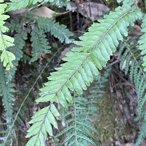 Adiantum hispidulum var. hispidulum at Cooranbong, NSW - suppressed