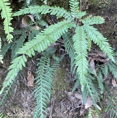 Adiantum hispidulum var. hispidulum at Cooranbong, NSW - 6 Sep 2024