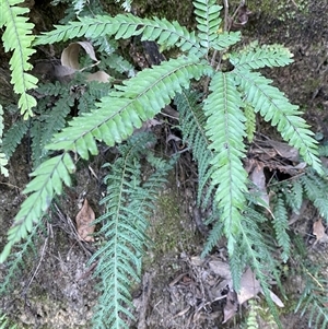 Adiantum hispidulum var. hispidulum at Cooranbong, NSW - suppressed