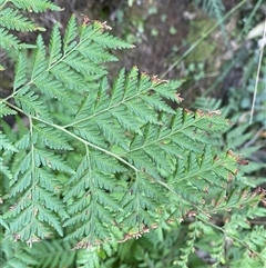 Calochlaena dubia (Rainbow Fern) at Cooranbong, NSW - 6 Sep 2024 by Tapirlord