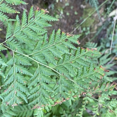 Calochlaena dubia (Rainbow Fern) at Cooranbong, NSW - 5 Sep 2024 by Tapirlord