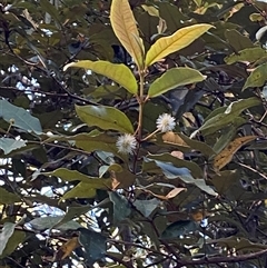 Syncarpia glomulifera subsp. glomulifera (Turpentine) at Cooranbong, NSW - 5 Sep 2024 by Tapirlord